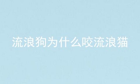 流浪狗为什么咬流浪猫