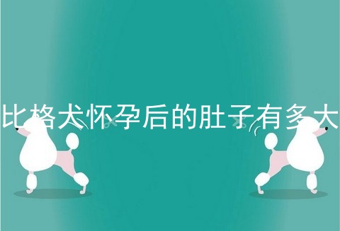 比格犬怀孕后的肚子有多大