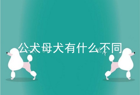 公犬母犬有什么不同