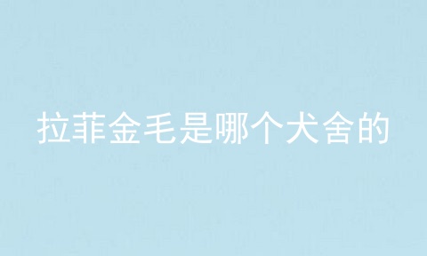 拉菲金毛是哪个犬舍的