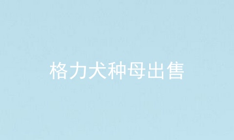 格力犬种母出售