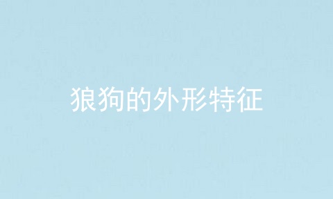 狼狗的外形特征