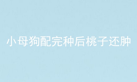 小母狗配完种后桃子还肿