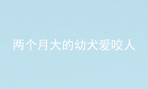 两个月大的幼犬爱咬人