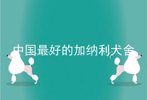 中国最好的加纳利犬舍