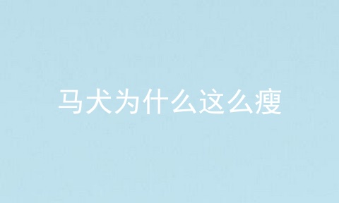 马犬为什么这么瘦