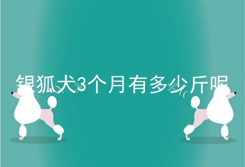 银狐犬3个月有多少斤呢