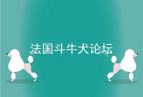 法国斗牛犬论坛