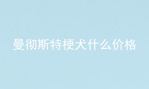 曼彻斯特梗犬什么价格