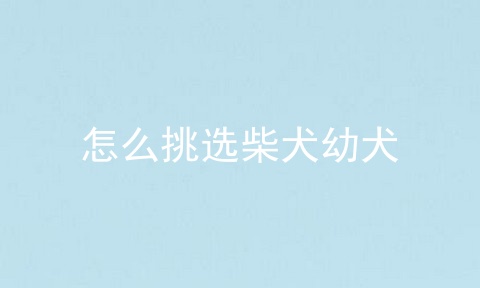 怎么挑选柴犬幼犬