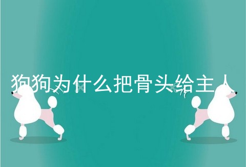 狗狗为什么把骨头给主人