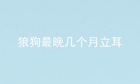 狼狗最晚几个月立耳