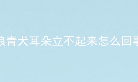 狼青犬耳朵立不起来怎么回事