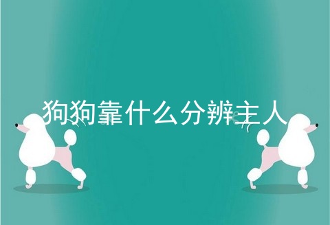 狗狗靠什么分辨主人