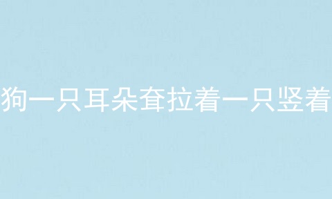 狗一只耳朵耷拉着一只竖着