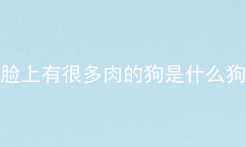 脸上有很多肉的狗是什么狗