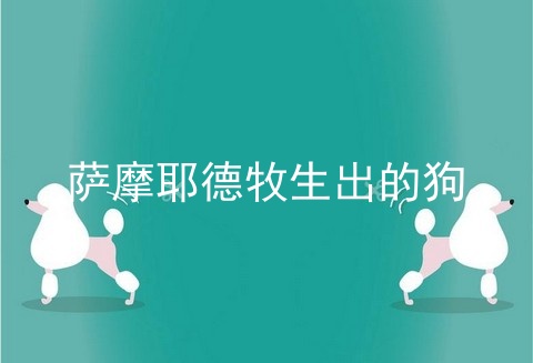 萨摩耶德牧生出的狗