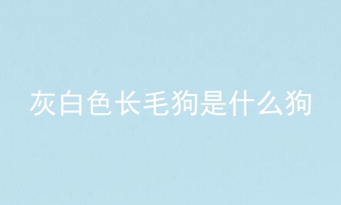 灰白色长毛狗是什么狗