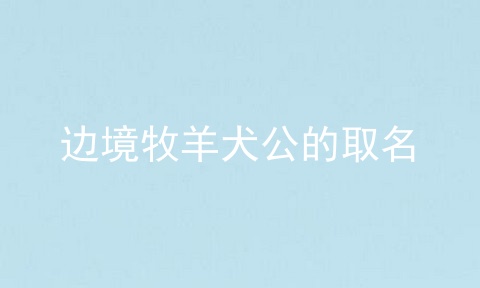 边境牧羊犬公的取名