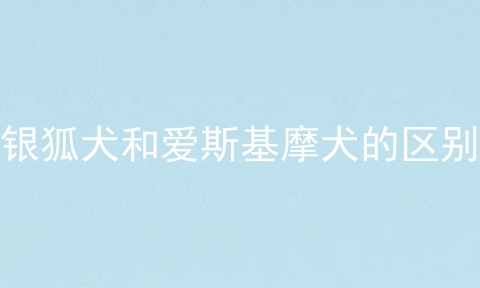 银狐犬和爱斯基摩犬的区别