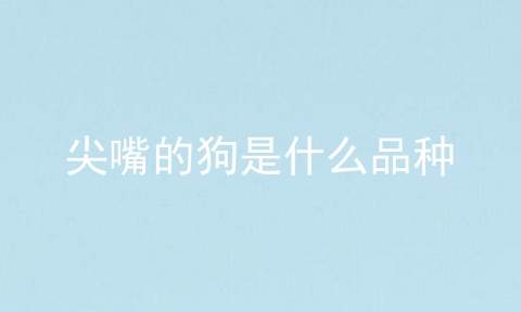 尖嘴的狗是什么品种