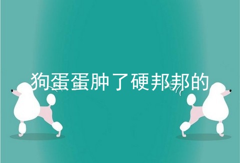 狗蛋蛋肿了硬邦邦的