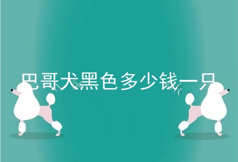 巴哥犬黑色多少钱一只