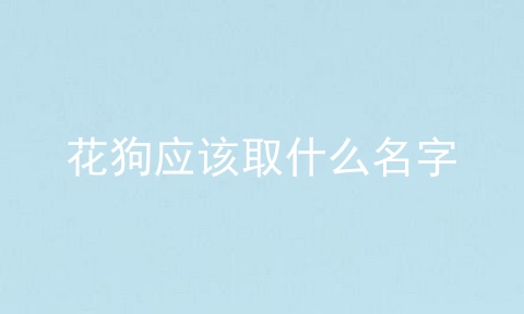 花狗应该取什么名字