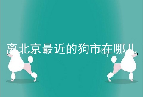 离北京最近的狗市在哪儿