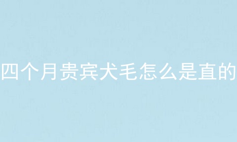 四个月贵宾犬毛怎么是直的