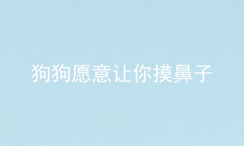 狗狗愿意让你摸鼻子