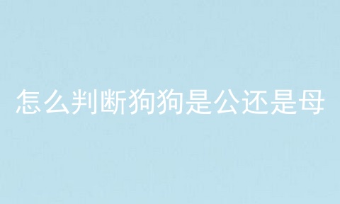 怎么判断狗狗是公还是母