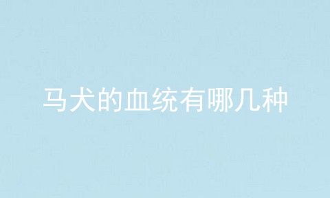 马犬的血统有哪几种