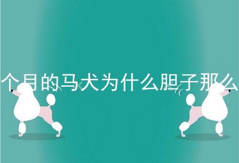 八个月的马犬为什么胆子那么小