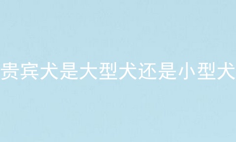 贵宾犬是大型犬还是小型犬