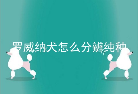 罗威纳犬怎么分辨纯种