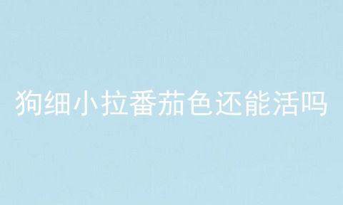 狗细小拉番茄色还能活吗