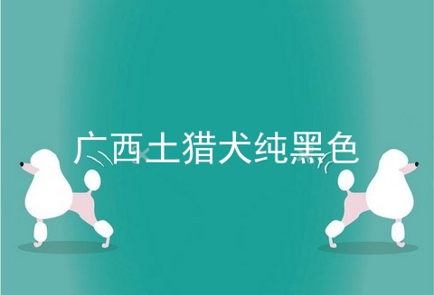 广西土猎犬纯黑色