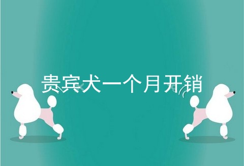 贵宾犬一个月开销