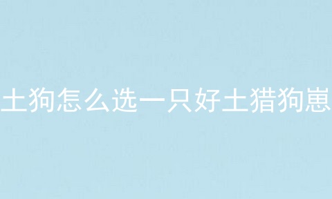 土狗怎么选一只好土猎狗崽