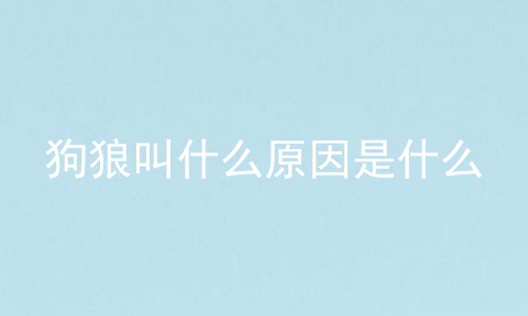 狗狼叫什么原因是什么