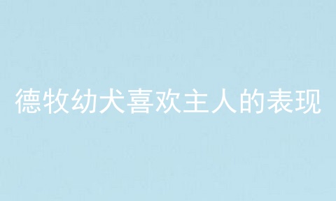 德牧幼犬喜欢主人的表现