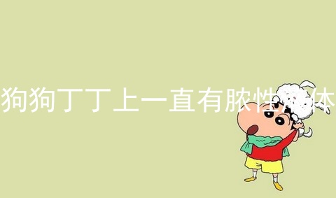 狗狗丁丁上一直有脓性液体