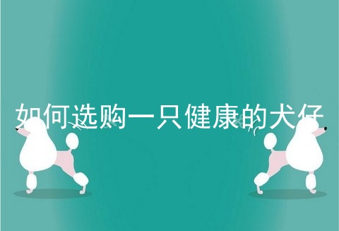 如何选购一只健康的犬仔