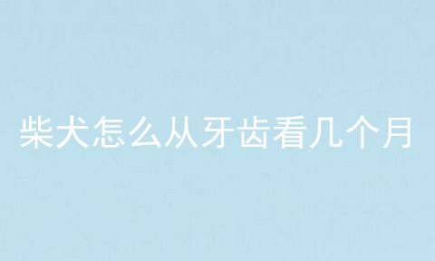 柴犬怎么从牙齿看几个月