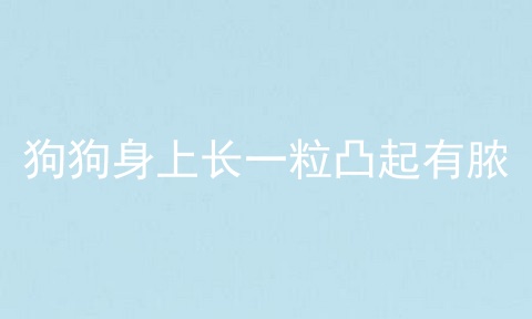 狗狗身上长一粒凸起有脓