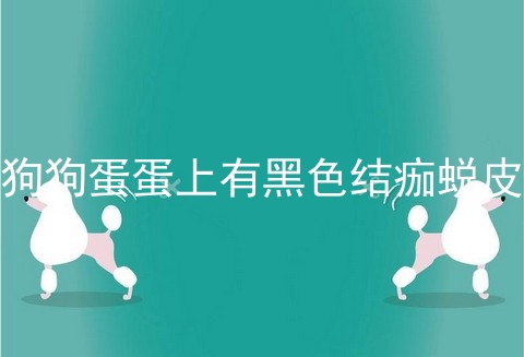 狗狗蛋蛋上有黑色结痂蜕皮