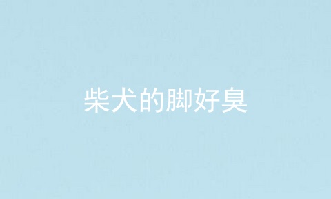 柴犬的脚好臭
