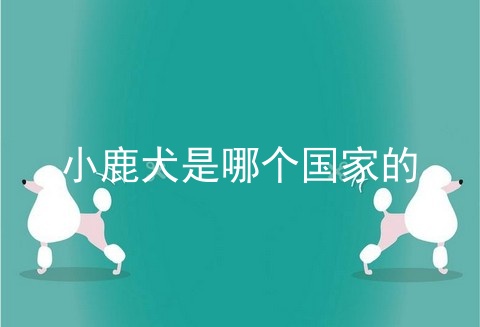 小鹿犬是哪个国家的