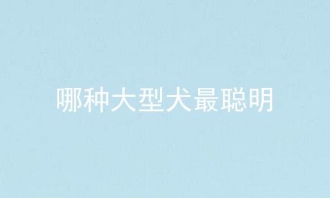 哪种大型犬最聪明